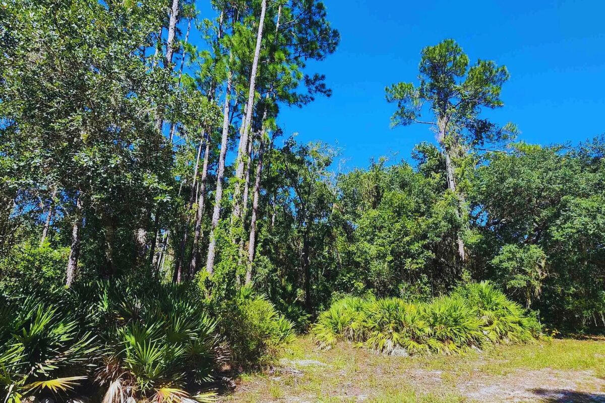 Near Lake - 417 Siesta Dr, Georgetown, FL 32139