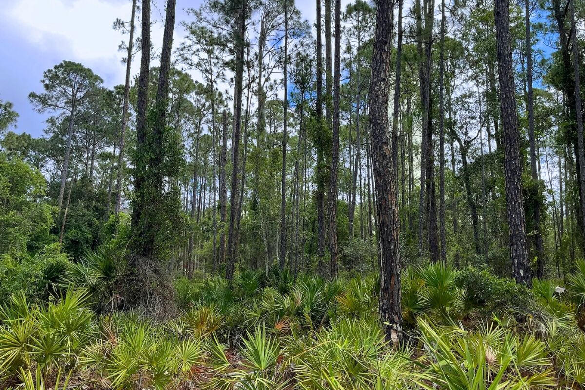 Near Lake - 417 Siesta Dr, Georgetown, FL 32139