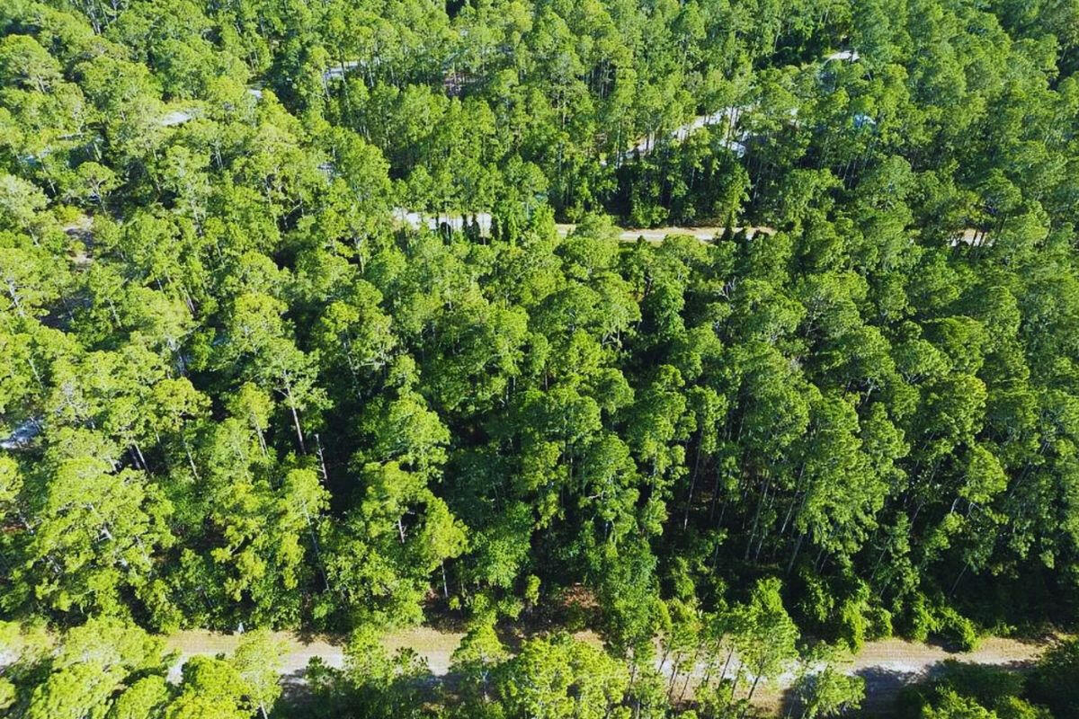 Near Lake - 417 Siesta Dr, Georgetown, FL 32139